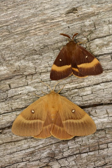 Oak Eggar