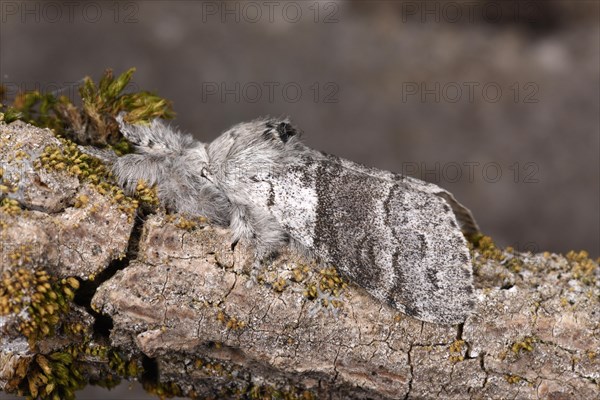 Pale Tussock Moth