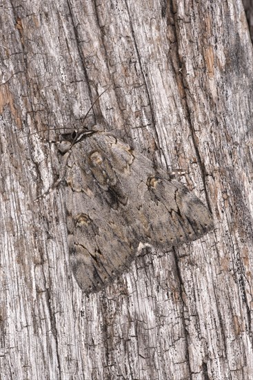 Rosy Underwing Moth