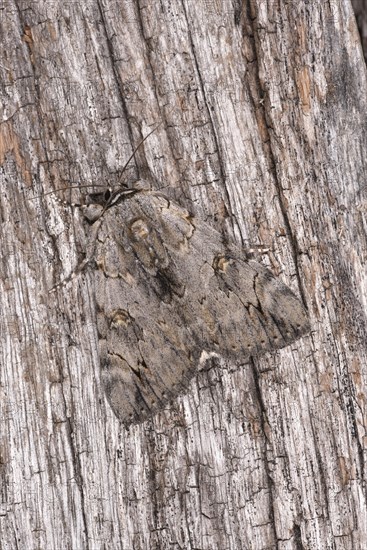 Rosy Underwing Moth