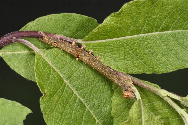 Rosy Underwing Moth