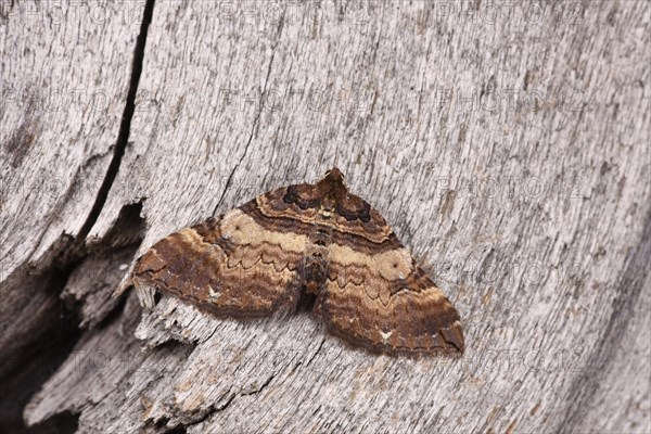 Shoulder Stripe Moth