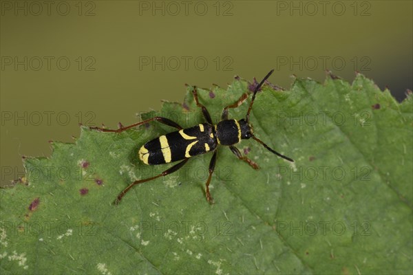 Wasp Beetle