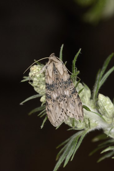 Wormwood Moth