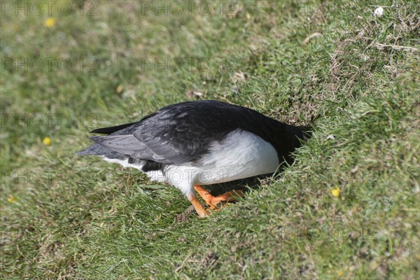 Puffin