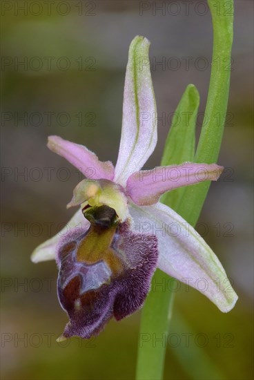 Elagant Orchid