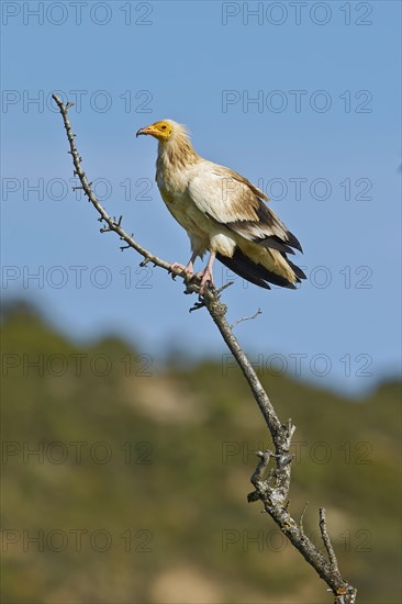 Egyptian Vulture