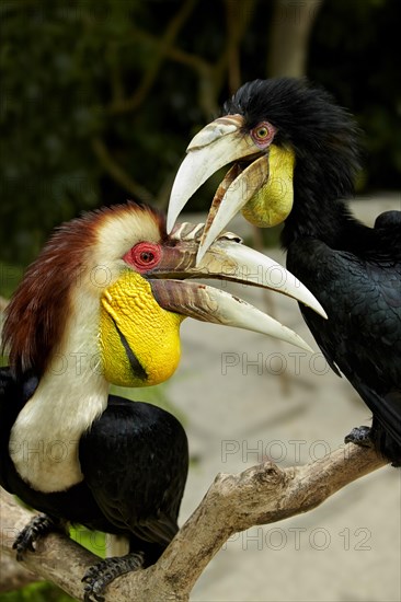 Wreathed Hornbill