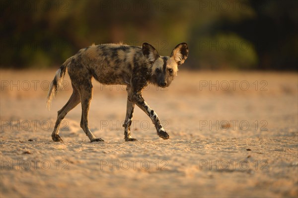 African Wild Dog