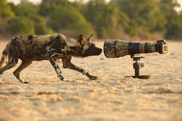 African Wild Dog