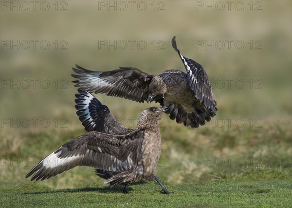 Great Skuas