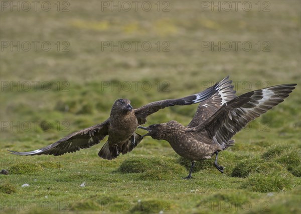 Great Skuas