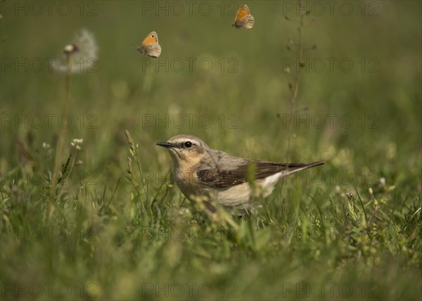 Northern Wheatear