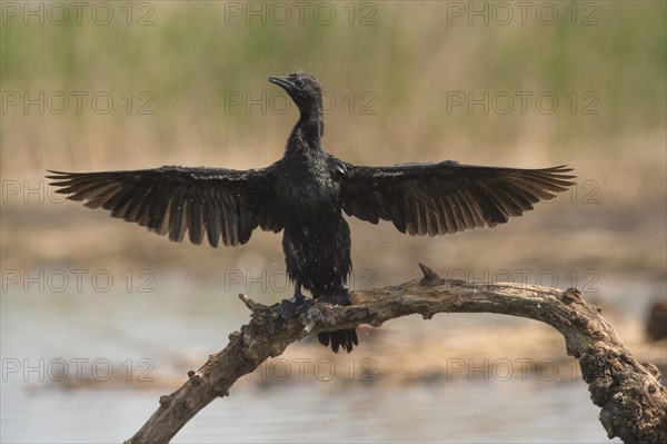 Pygmy Cormorant