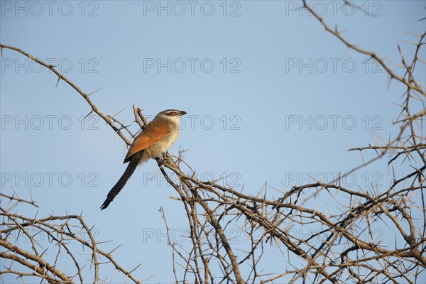 White-browed Coucal