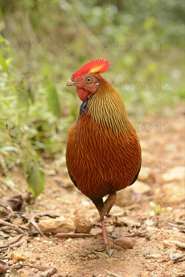 Ceylon Junglefowl