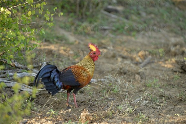 Ceylon Junglefowl