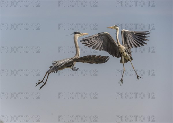 Grey Herons