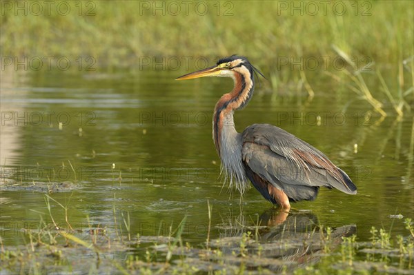 Purple Heron