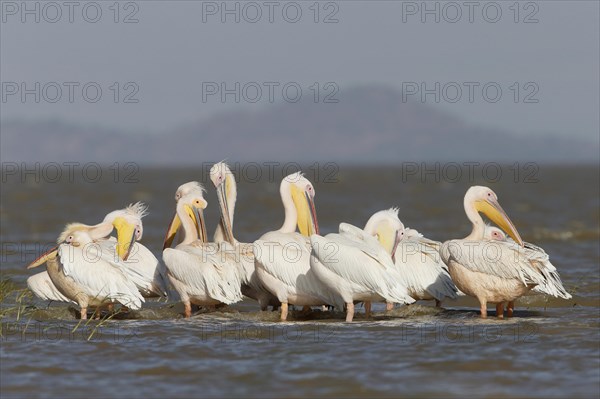 Great White Pelicans