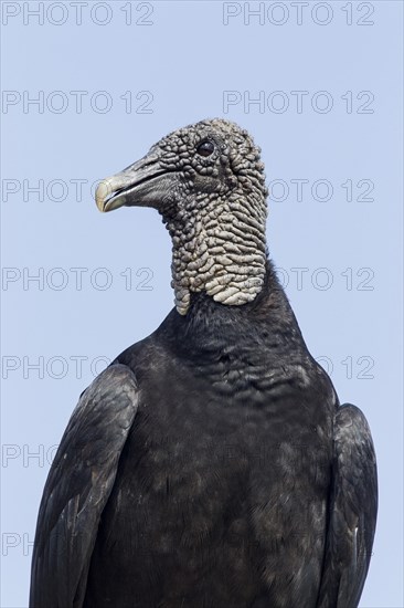 American Black Vulture