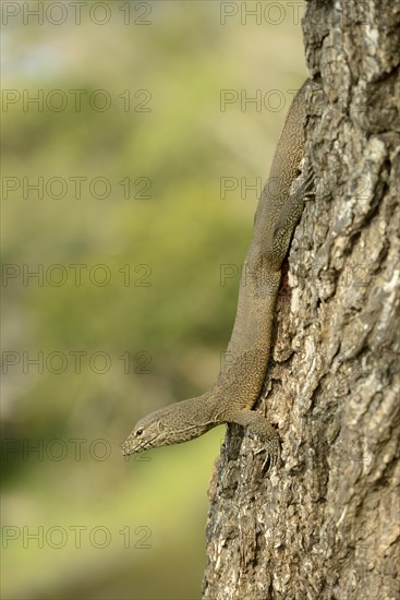 Bengal Monitor