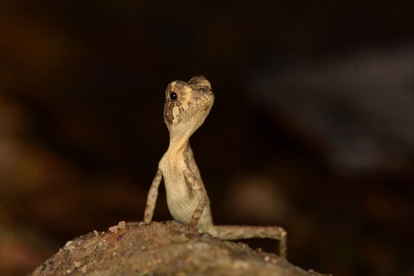 Brown-patched Kangaroo Lizard