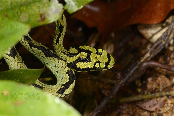 Sri Lankan Green Pit Viper