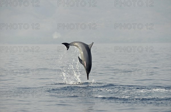 Spinner Dolphin