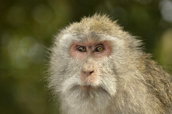 Crab-eating Macaque