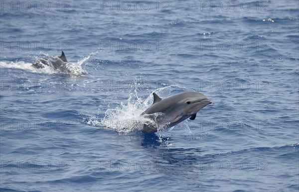 Fraser's Dolphins