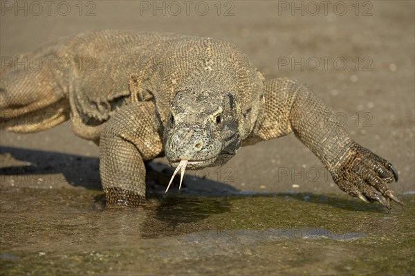 Komodo Dragon