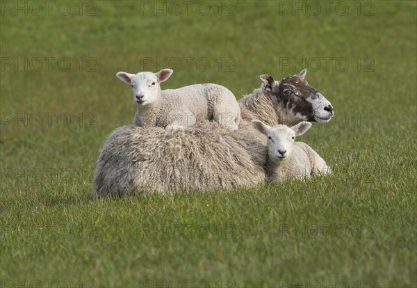 Domestic Sheep