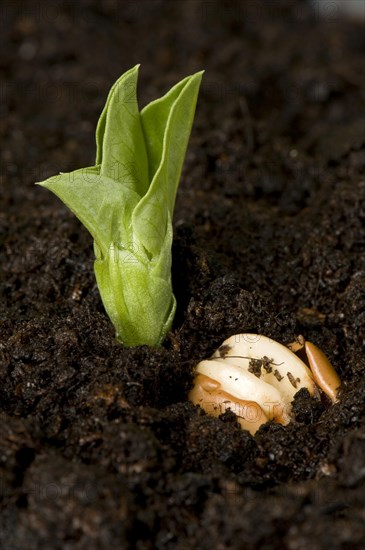 Broad bean