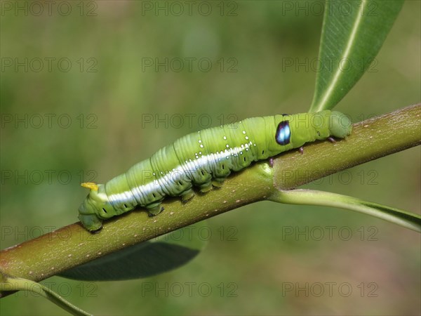 Oleander Hawk Moth