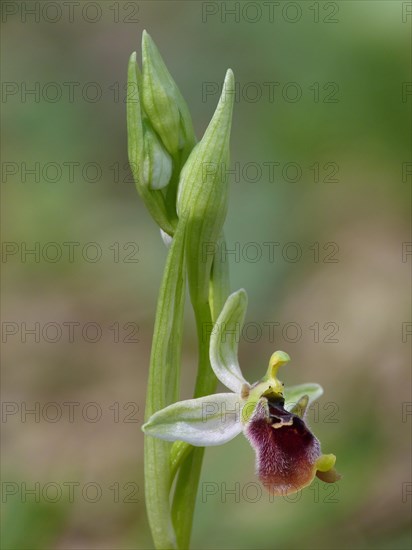 Aphrodite Orchid