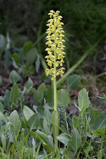 Small Dotted Orchid