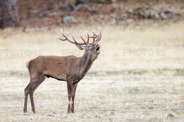 European Red Deer