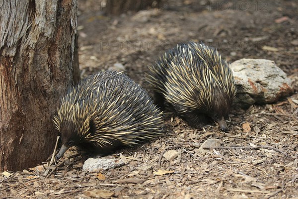 Short-beaked Echidna