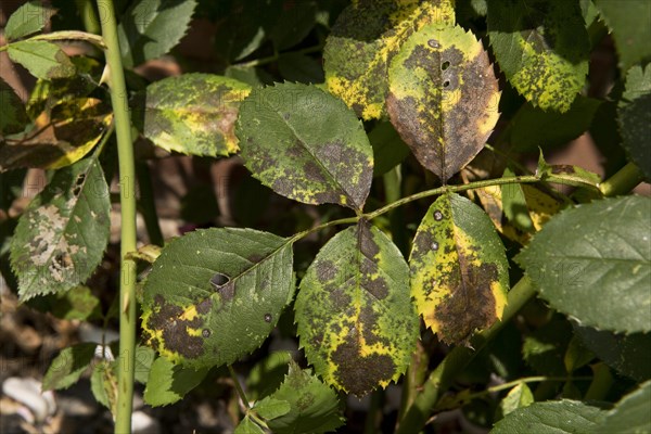 Black spot disease