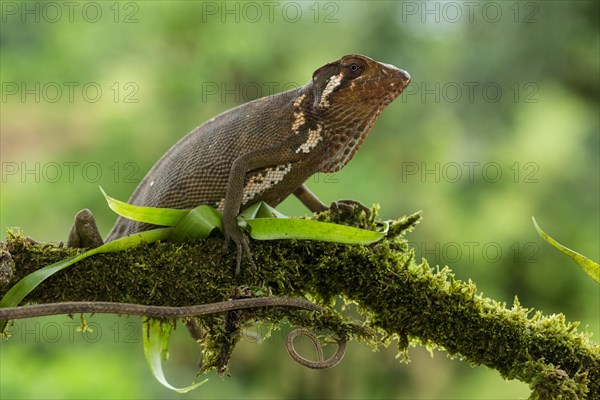 Canopy Lizard