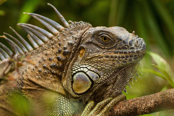 Green Iguana