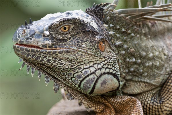 Green Iguana