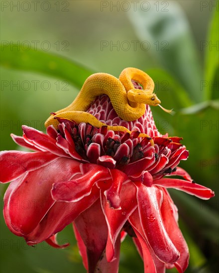 Eyelash Pit Viper