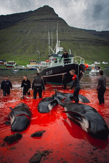 Grindadrap or tradtional slaughter of Pilot Whales