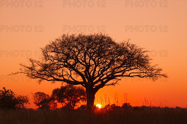 Silhouette of umbrella thorn acacia