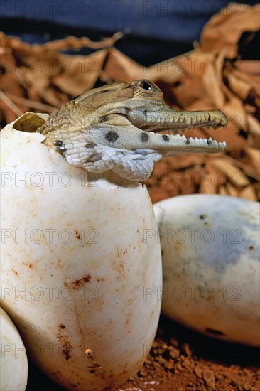 West African slender-snouted crocodile