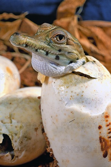 West African slender-snouted crocodile