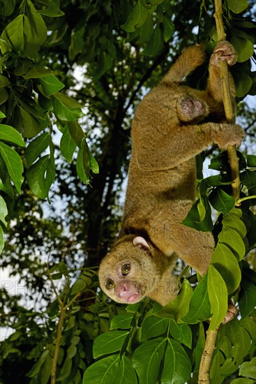 Bosman's potto