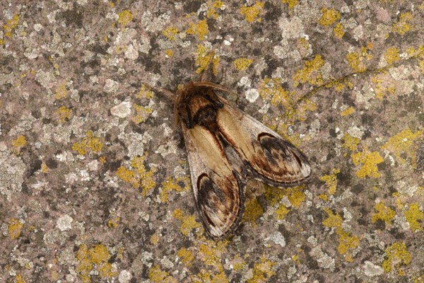 Pebble Prominent Moth